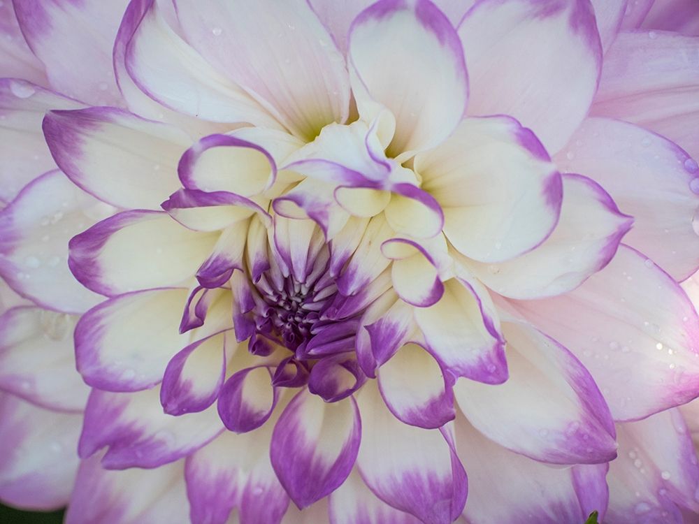 Oregon-Canby-Swam Island Dahlias-Dahlia flower close-ups
